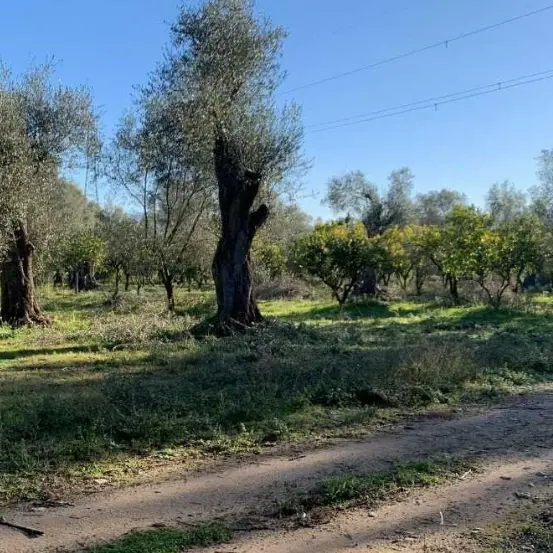Rosarno, rubati quintali di arance ad azienda agricola. Coldiretti: «Episodio grave, colpiti proprietà e investimenti»\n