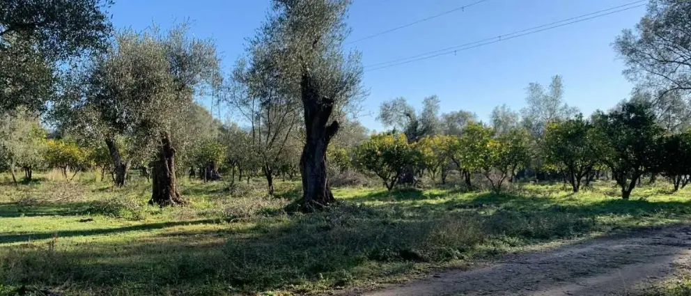 Rosarno, rubati quintali di arance ad azienda agricola. Coldiretti: «Episodio grave, colpiti proprietà e investimenti»\n