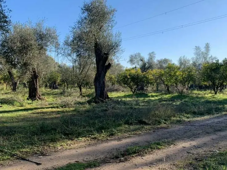 Rosarno, rubati quintali di arance ad azienda agricola. Coldiretti: «Episodio grave, colpiti proprietà e investimenti»