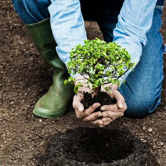 Cosenza investe nel verde: avviata la nuova piantumazione urbana\n