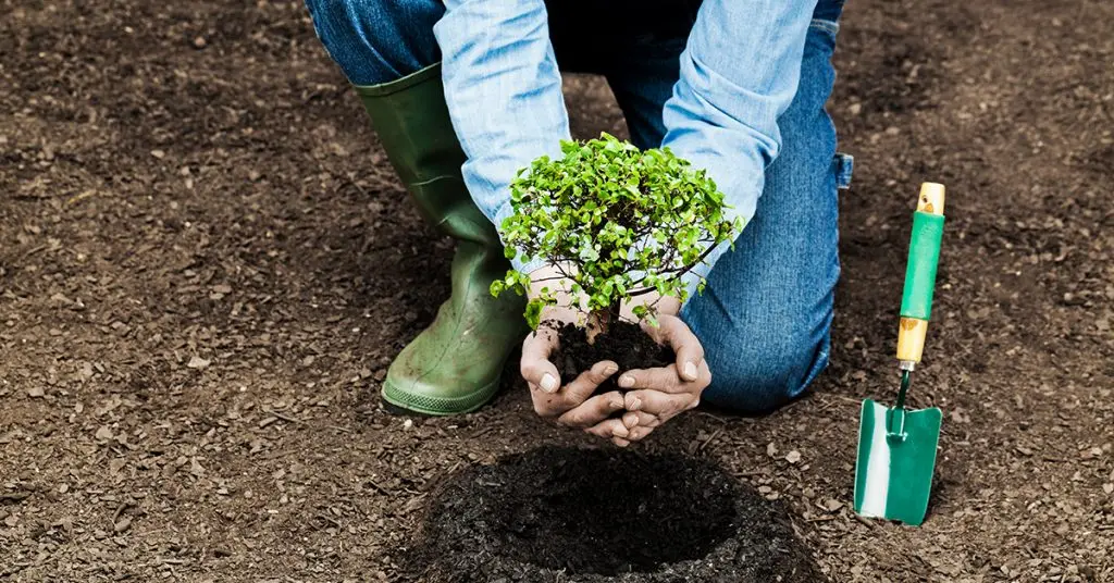 Cosenza investe nel verde: avviata la nuova piantumazione urbana\n