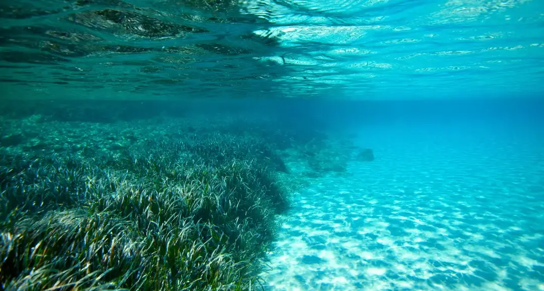 I Parchi marini calabresi entrano nel progetto LIFE TerrAmare:\u00A0«Rafforzato il ruolo dell’Ente come presidio di biodiversità»\n