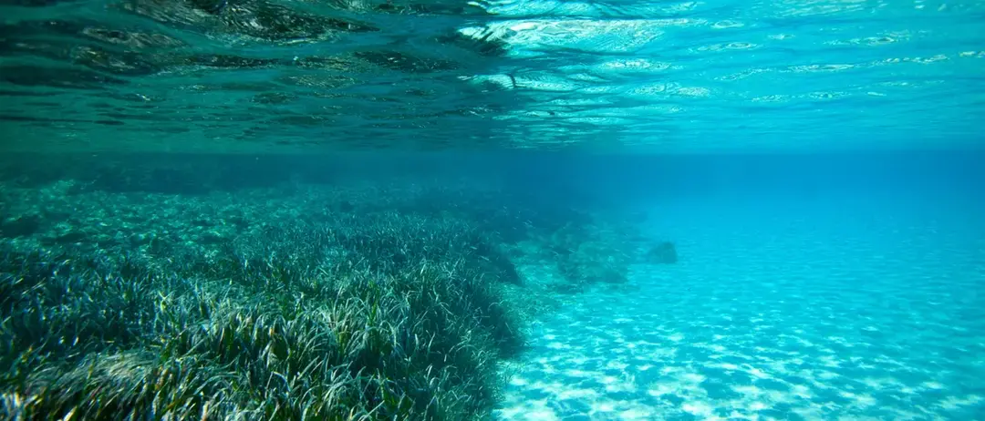 I Parchi marini calabresi entrano nel progetto LIFE TerrAmare:\u00A0«Rafforzato il ruolo dell’Ente come presidio di biodiversità»\n