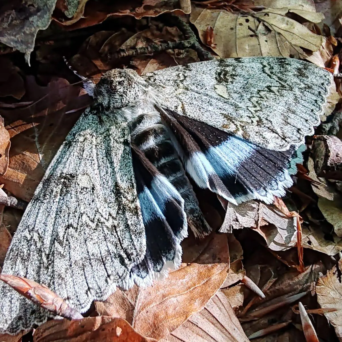 Il Parco del Pollino protagonista di un’importante ricerca scientifica sugli impollinatori notturni pubblicata da Ispra\n