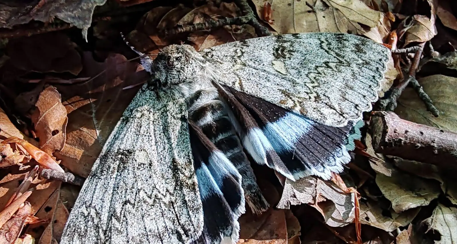 Il Parco del Pollino protagonista di un’importante ricerca scientifica sugli impollinatori notturni pubblicata da Ispra\n