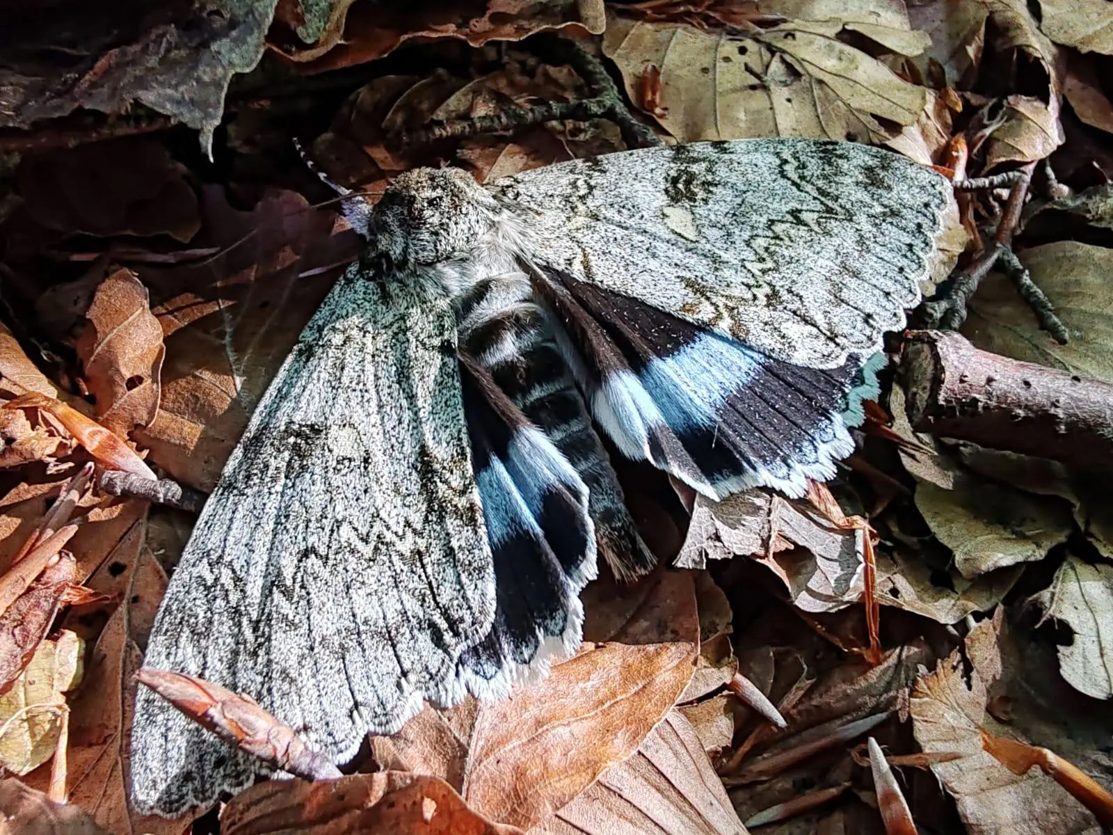 Il Parco del Pollino protagonista di un’importante ricerca scientifica sugli impollinatori notturni pubblicata da Ispra\n