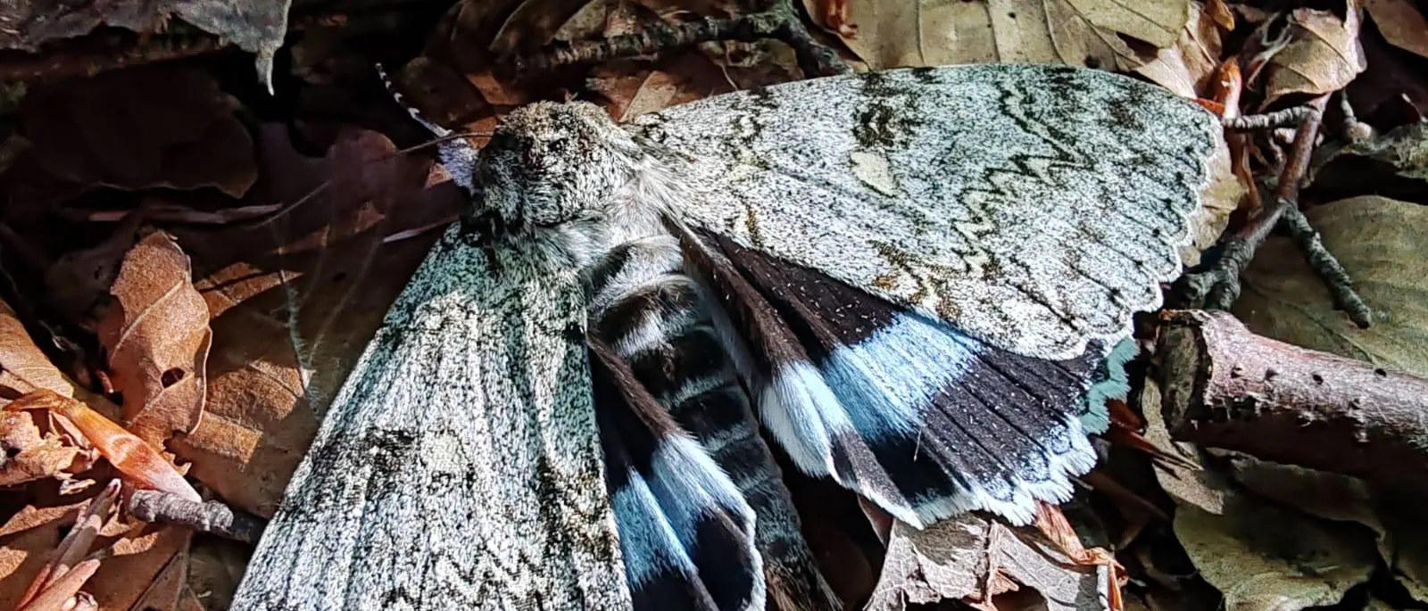 Il Parco del Pollino protagonista di un’importante ricerca scientifica sugli impollinatori notturni pubblicata da Ispra\n