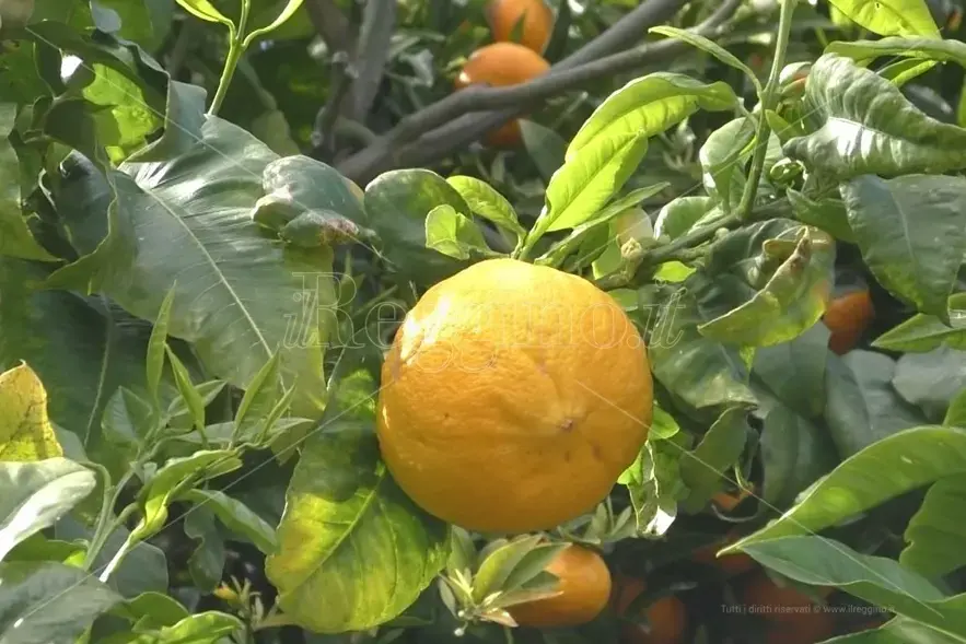 FederAgri sostiene i bergamotticoltori dell’IGP\n