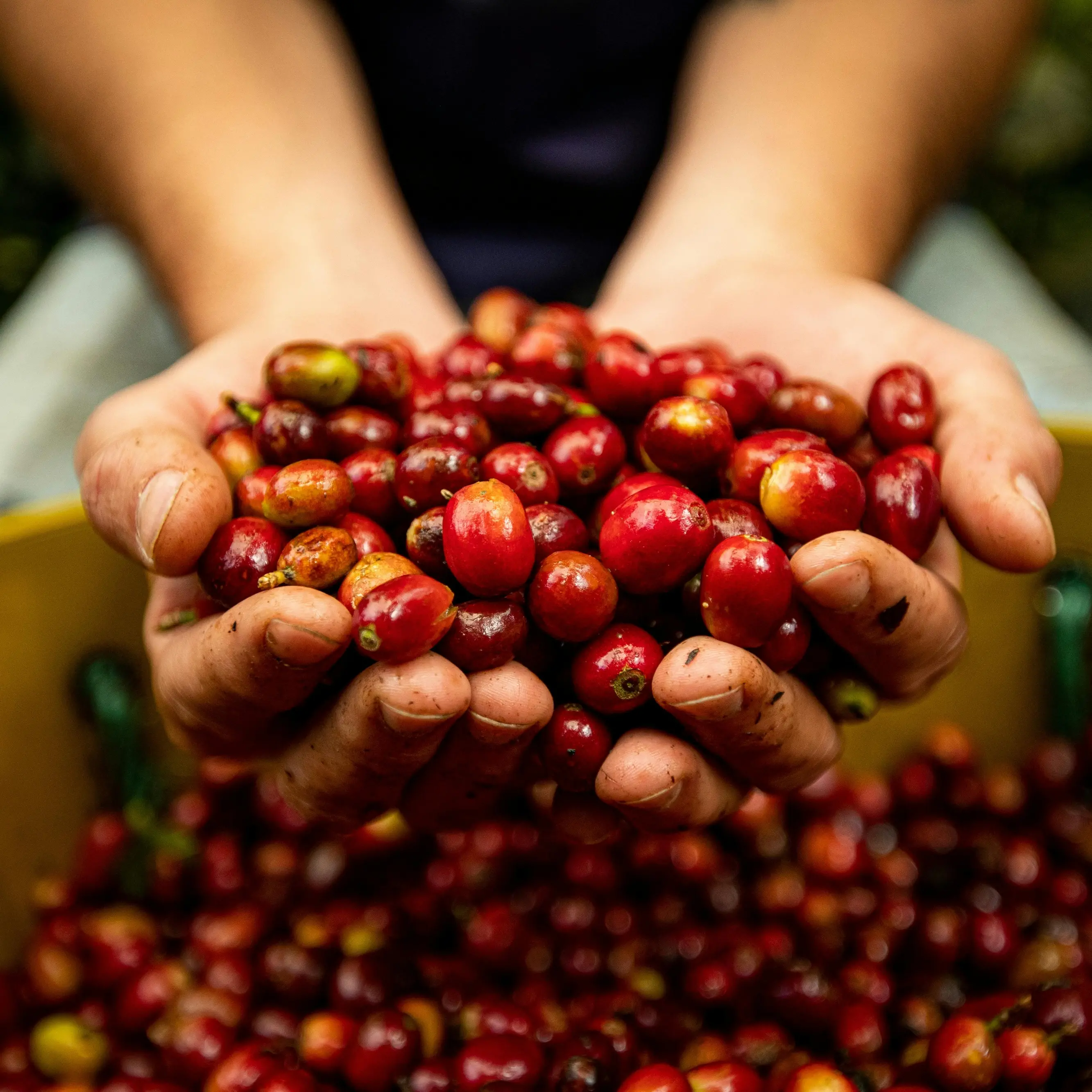 Olivicoltura, pronto il piano nazionale da 475 milioni di euro:\u00A0il Governo punta a +25% di produzione in 5 anni\n