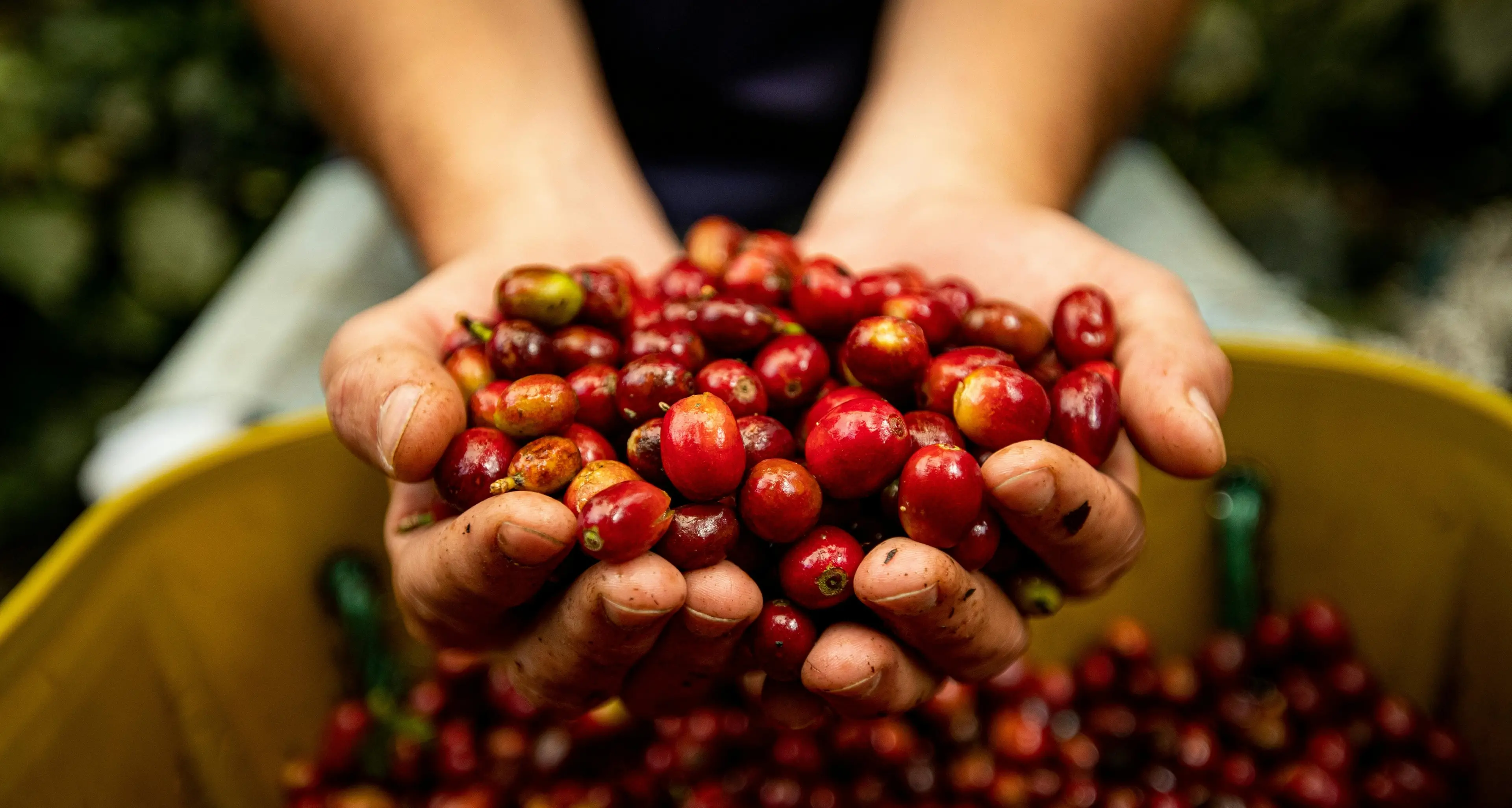 Olivicoltura, pronto il piano nazionale da 475 milioni di euro:\u00A0il Governo punta a +25% di produzione in 5 anni\n