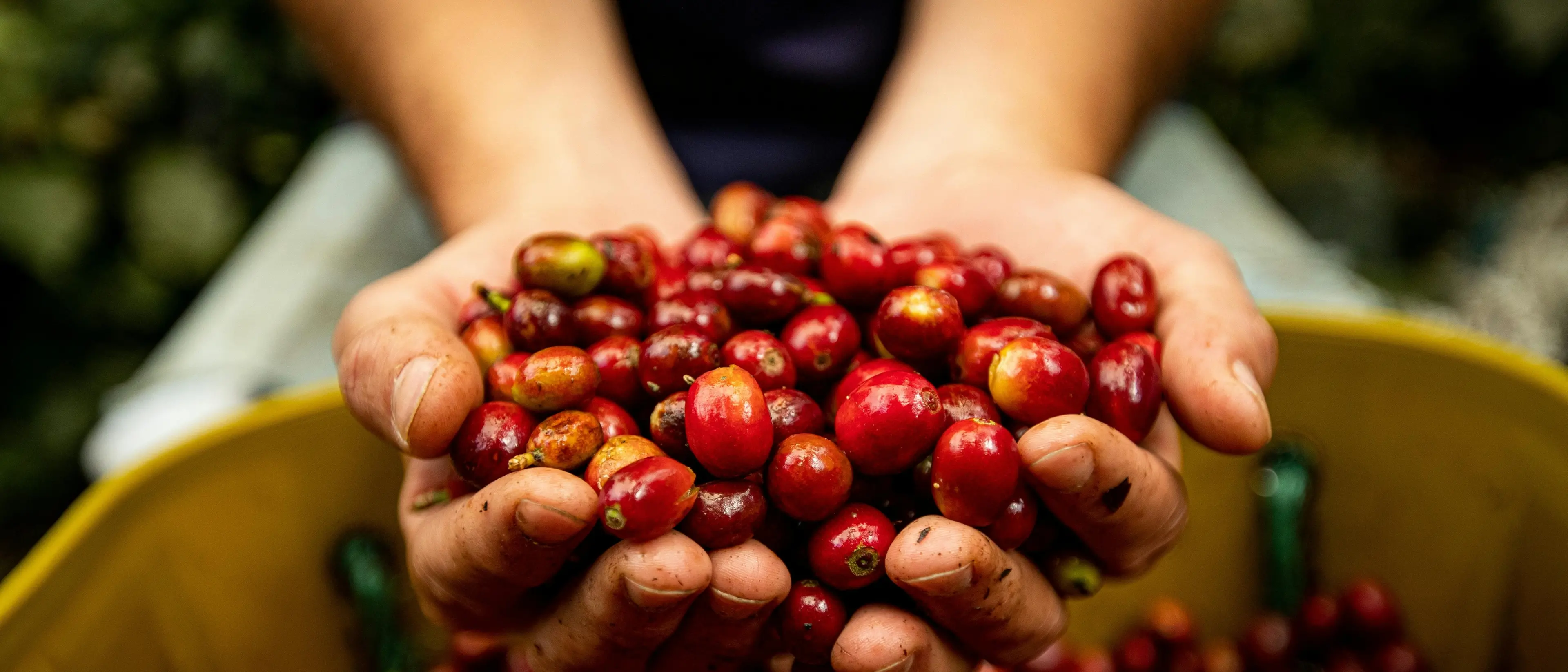 Olivicoltura, pronto il piano nazionale da 475 milioni di euro:\u00A0il Governo punta a +25% di produzione in 5 anni\n