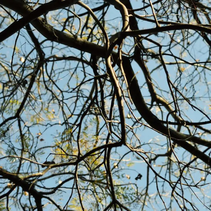 Maltempo nel Vibonese, tratti di strada chiusi a Zungri per la caduta di rami\n