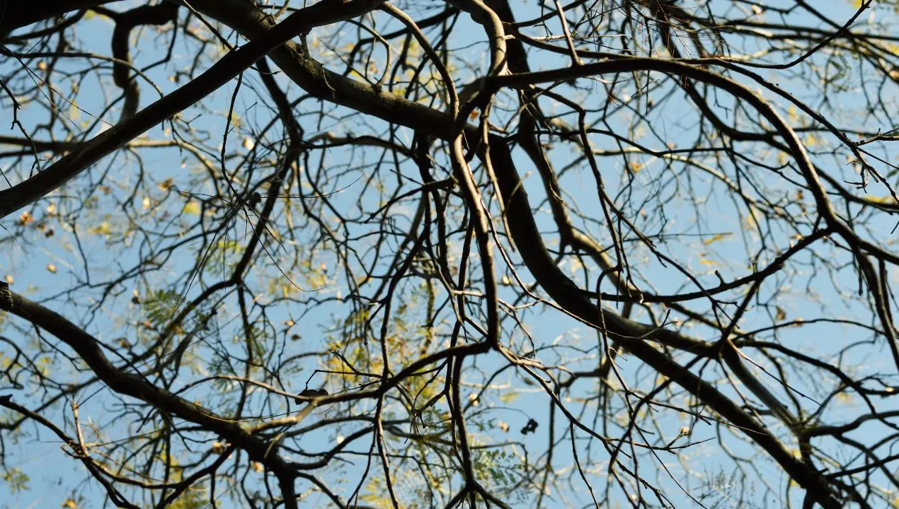 Maltempo nel Vibonese, tratti di strada chiusi a Zungri per la caduta di rami\n