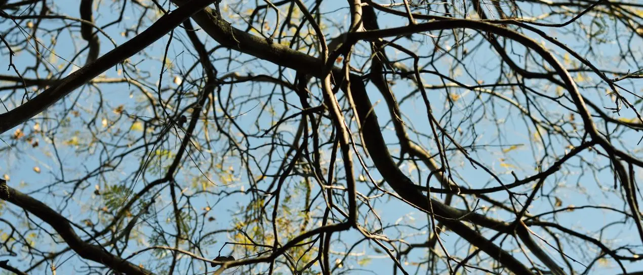 Maltempo nel Vibonese, tratti di strada chiusi a Zungri per la caduta di rami\n