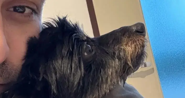 Udine, lancia il cagnolino nel vuoto: morto dopo un volo di 4 metri