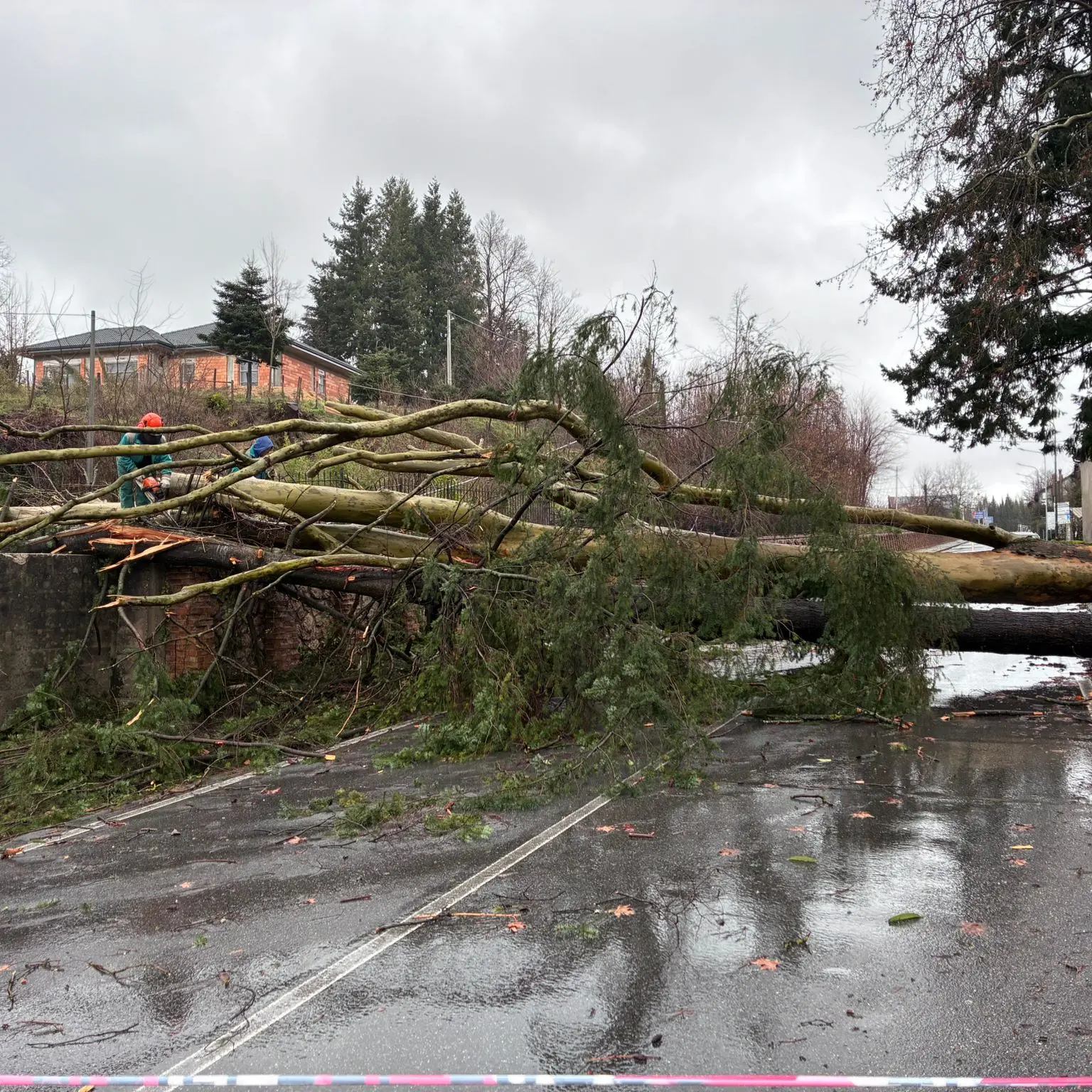 La furia del ciclone Harry anche sul Vibonese: alberi caduti a Serra, traffico bloccato su diverse strade\n