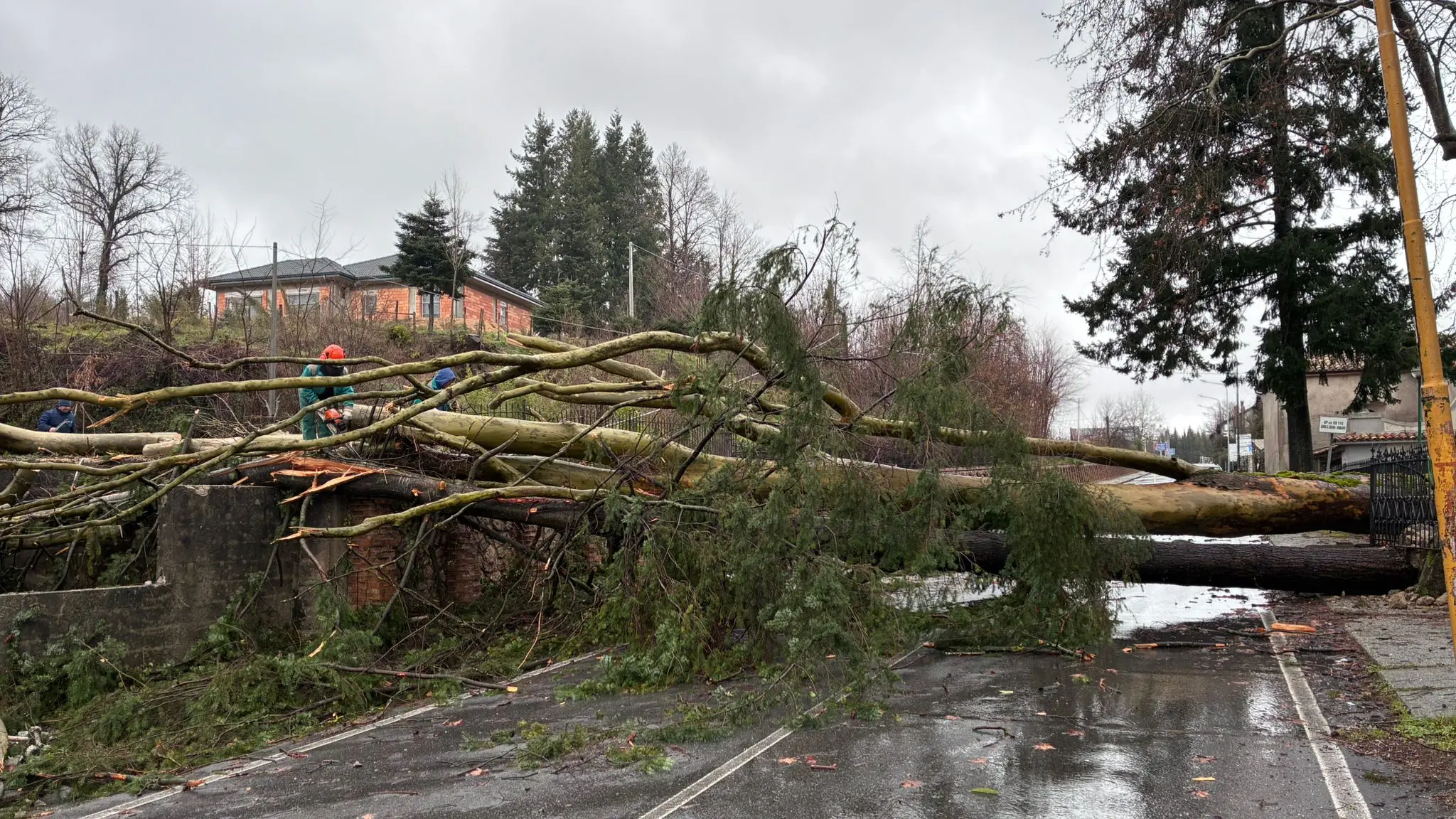 <p>Uno degli alberi caduti all'ingresso di Serra San Bruno</p>\\n