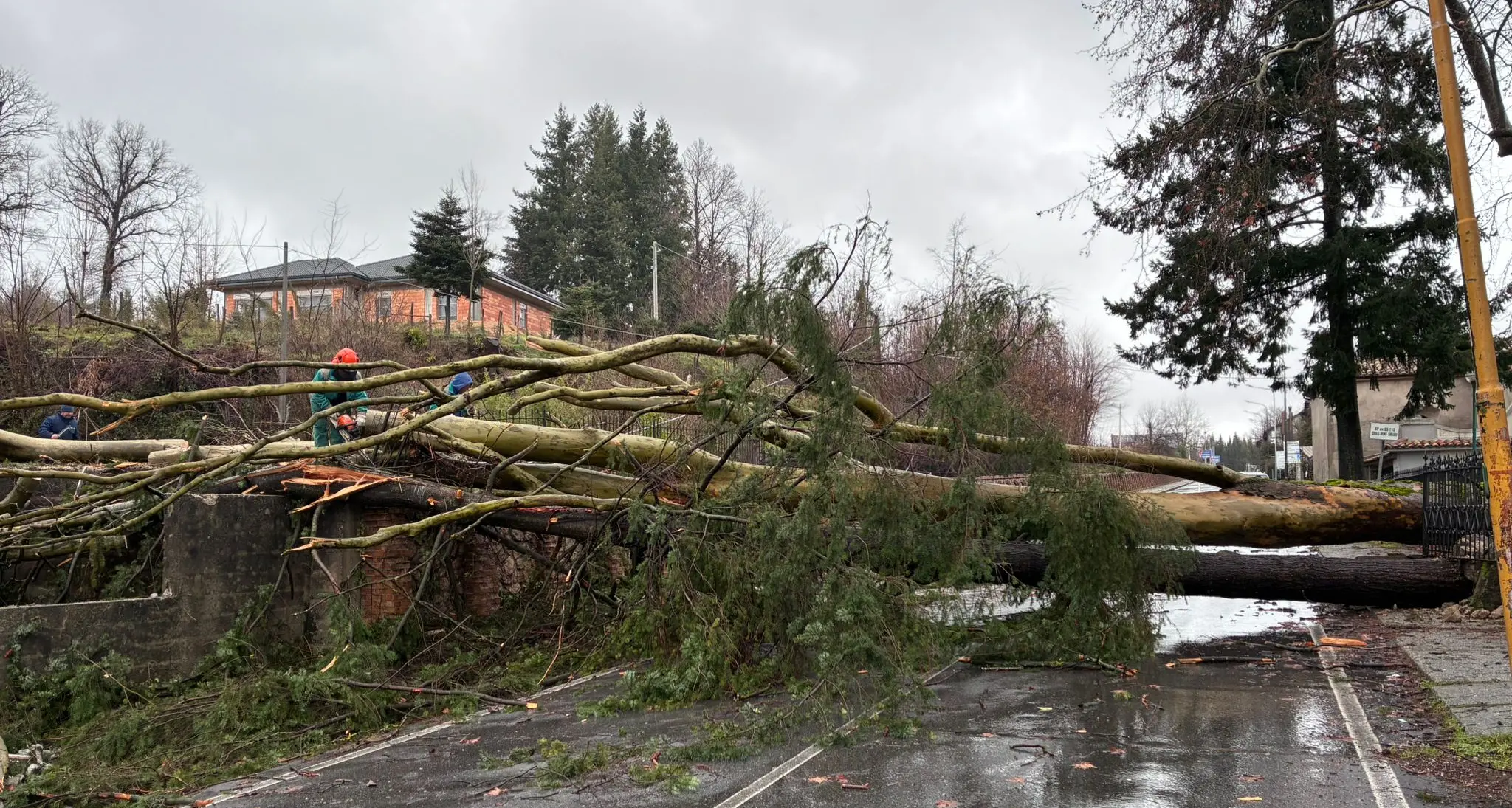 La furia del ciclone Harry anche sul Vibonese: alberi caduti a Serra, traffico bloccato su diverse strade\n