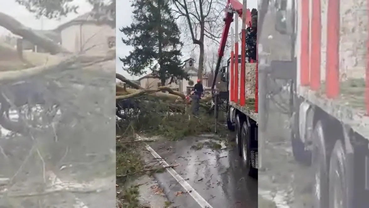 Alberi caduti in strada a Serra San Bruno