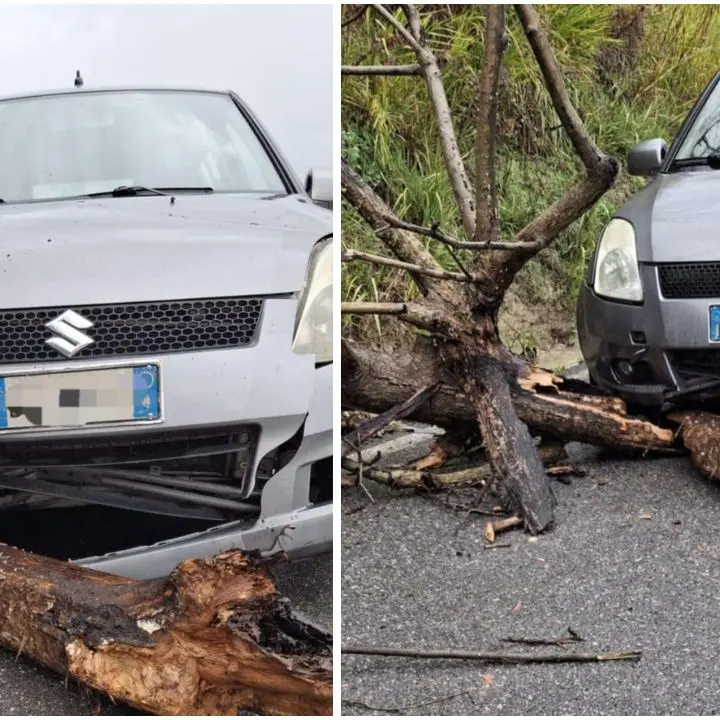 Francica, albero crolla su auto in transito: ferito il consigliere comunale Fogliaro\n