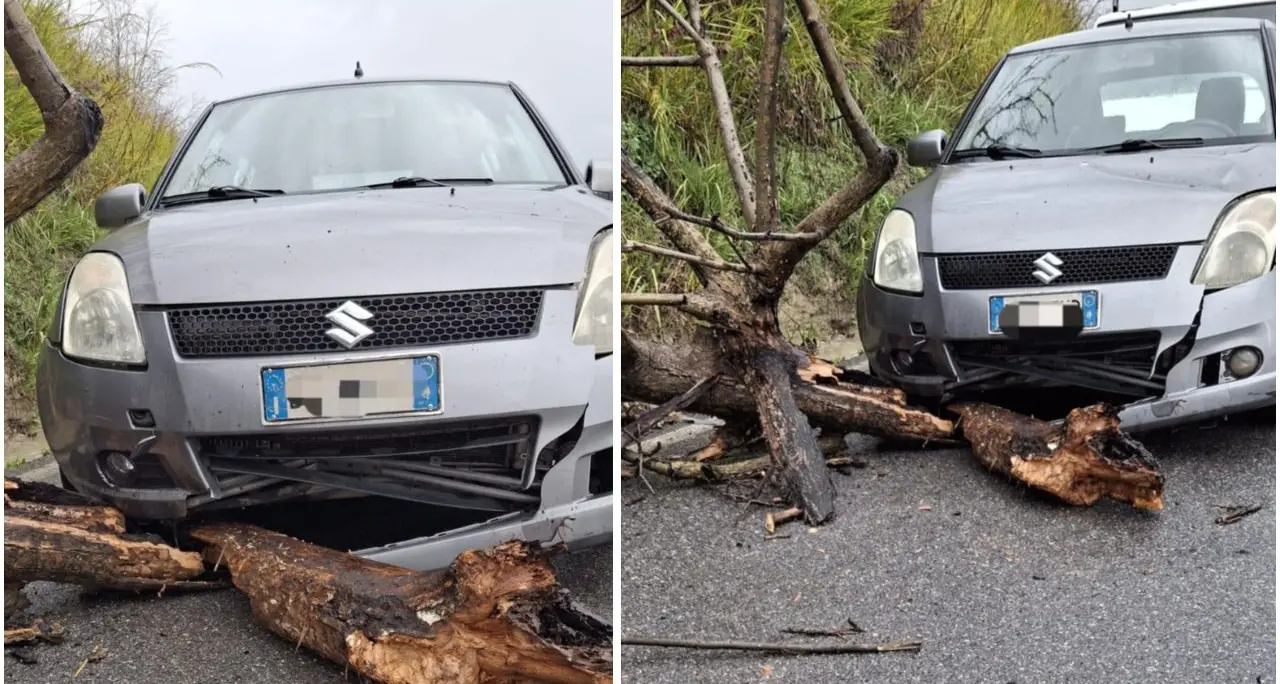 Francica, albero crolla su auto in transito: ferito il consigliere comunale Fogliaro\n