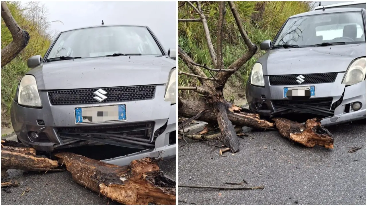 Francica, albero crolla su auto in transito: ferito il consigliere comunale Fogliaro\n