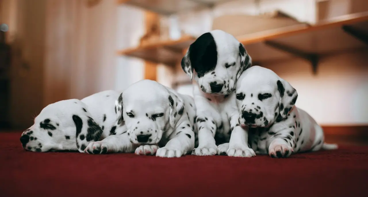 La salute mondiale parte (anche) dagli animali: si celebra per la prima volta la Giornata nazionale della prevenzione veterinaria\n
