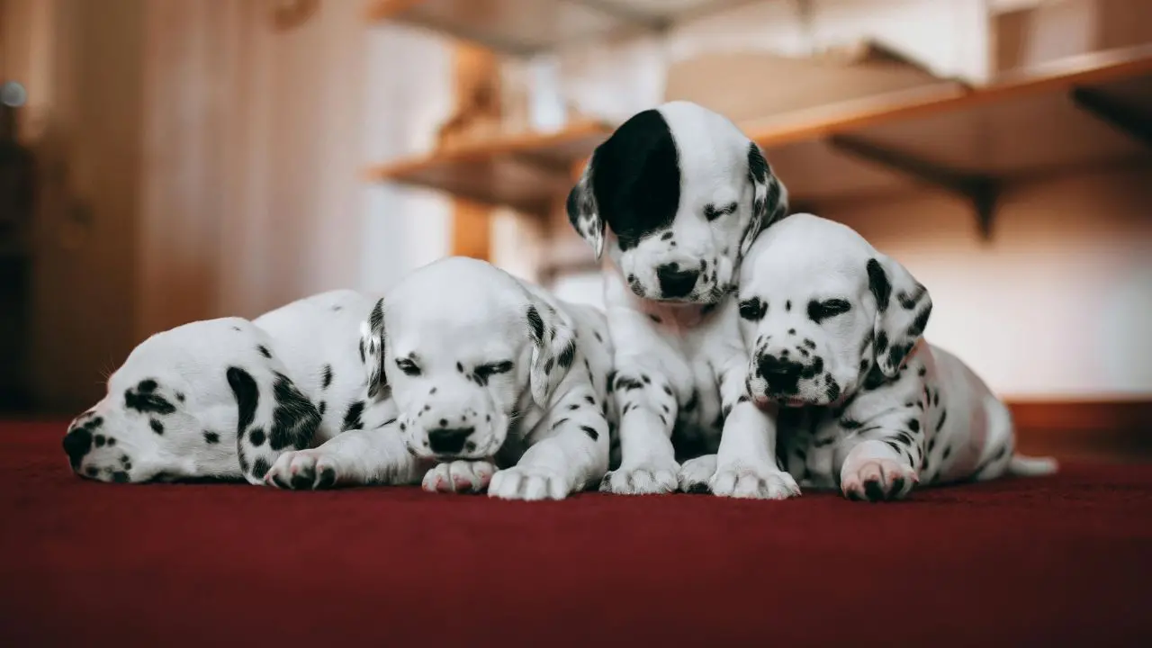 La salute mondiale parte (anche) dagli animali: si celebra per la prima volta la Giornata nazionale della prevenzione veterinaria\n