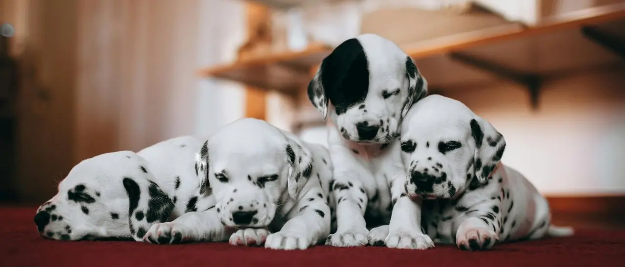 La salute mondiale parte (anche) dagli animali: si celebra per la prima volta la Giornata nazionale della prevenzione veterinaria\n