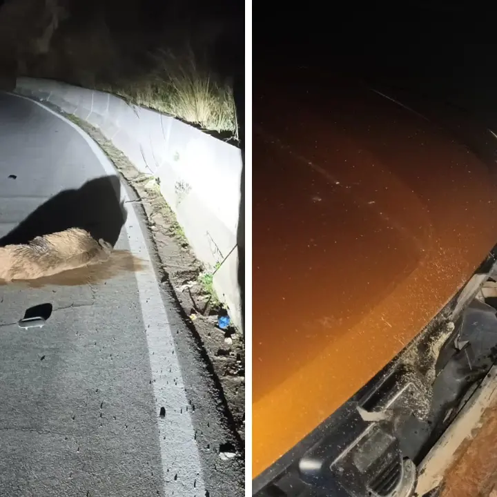 Incidente a Stefanaconi, un cinghiale di grosse dimensioni piomba su un’auto in corsa: tragedia sfiorata\u00A0\n