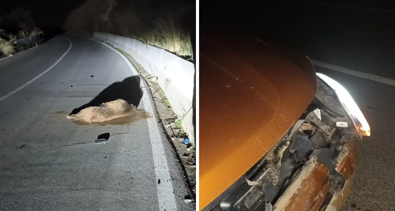 Incidente a Stefanaconi, un cinghiale di grosse dimensioni piomba su un’auto in corsa: tragedia sfiorata\u00A0\n