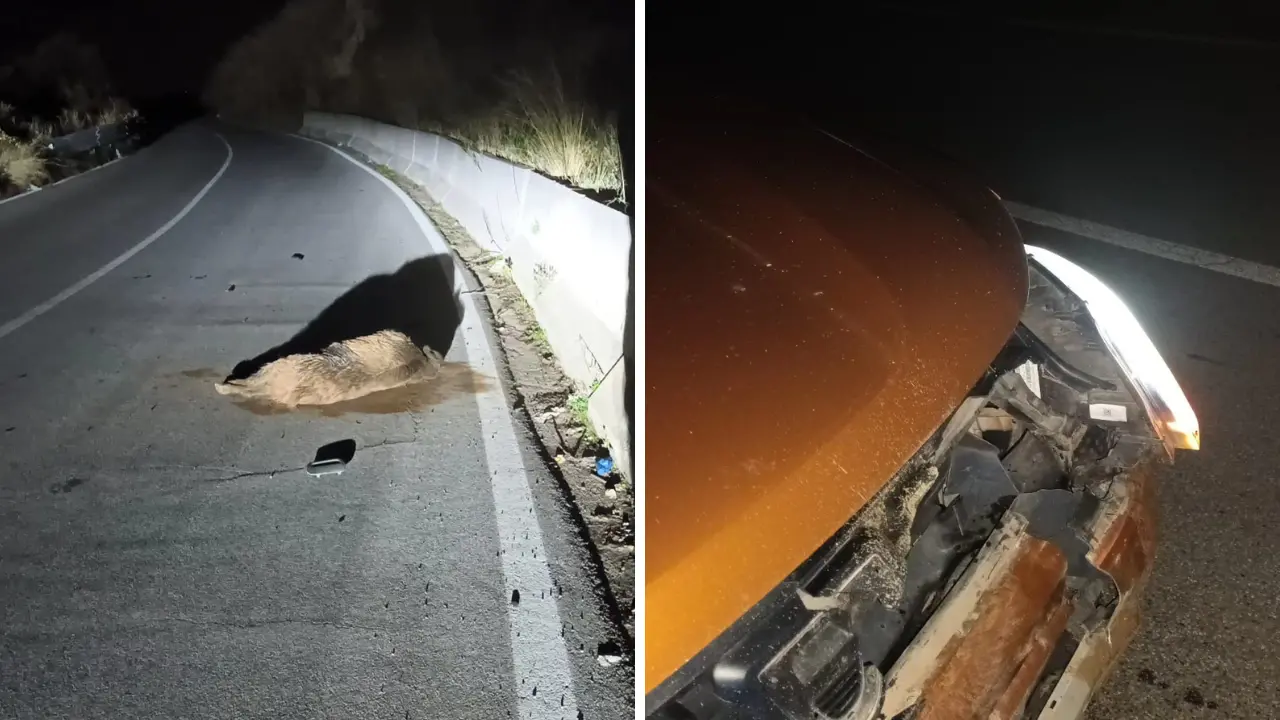 Incidente a Stefanaconi, un cinghiale di grosse dimensioni piomba su un’auto in corsa: tragedia sfiorata\u00A0\n