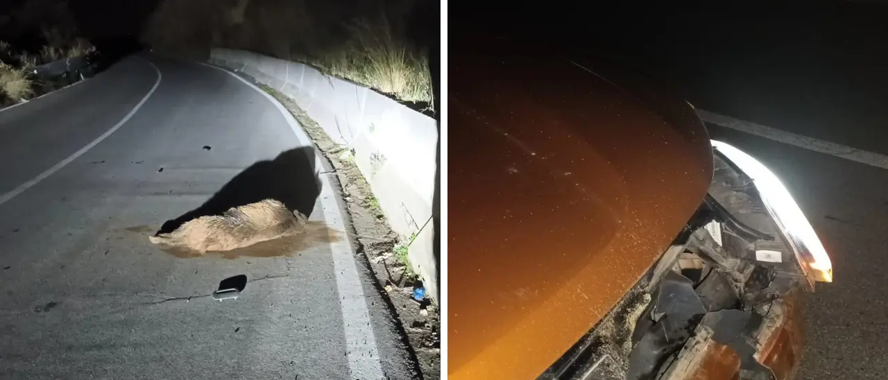 Incidente a Stefanaconi, un cinghiale di grosse dimensioni piomba su un’auto in corsa: tragedia sfiorata\u00A0\n
