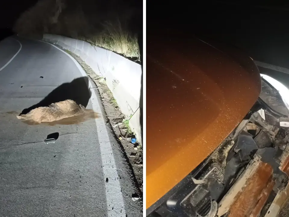 Incidente a Stefanaconi, un cinghiale di grosse dimensioni piomba su un’auto in corsa: tragedia sfiorata