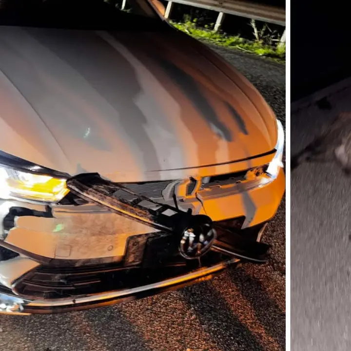 Briatico, cinghiale sbuca davanti a un’auto in corsa e muore nel violento impatto: notevoli danni al mezzo\n