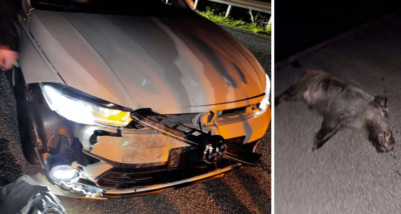 Briatico, cinghiale sbuca davanti a un’auto in corsa e muore nel violento impatto: notevoli danni al mezzo\n