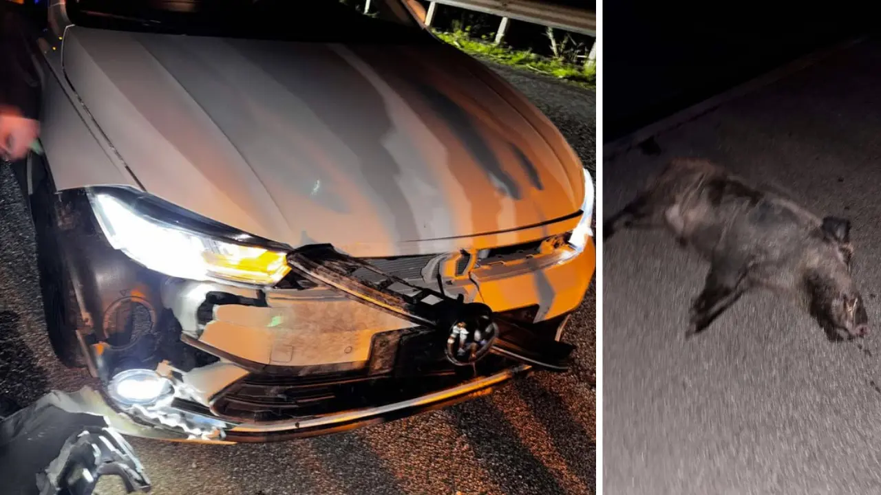 Briatico, cinghiale sbuca davanti a un’auto in corsa e muore nel violento impatto: notevoli danni al mezzo\n