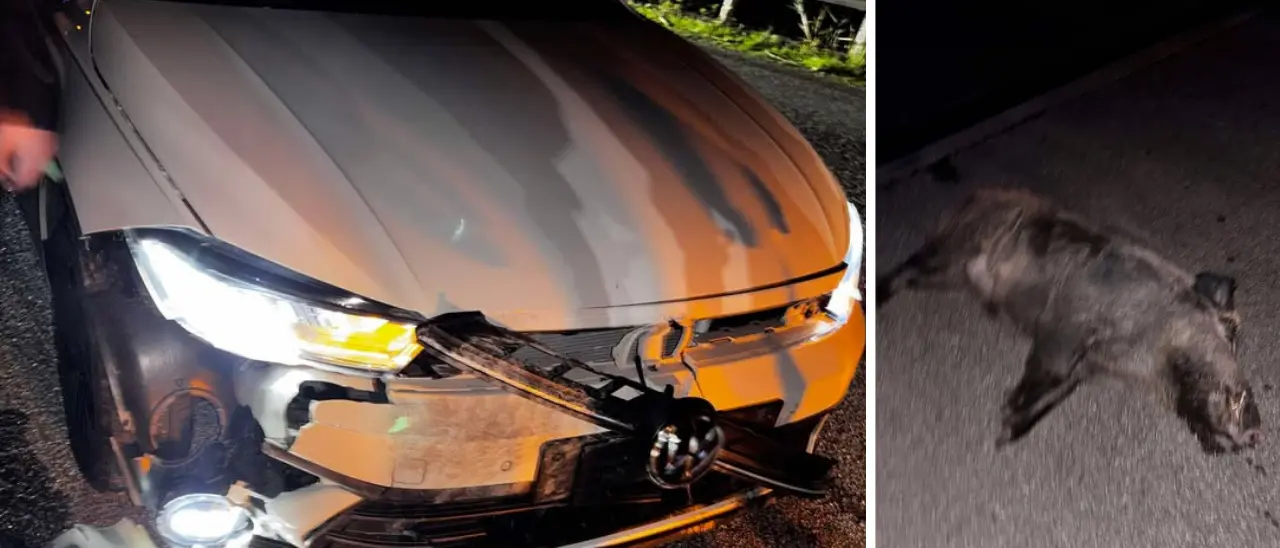 Briatico, cinghiale sbuca davanti a un’auto in corsa e muore nel violento impatto: notevoli danni al mezzo\n