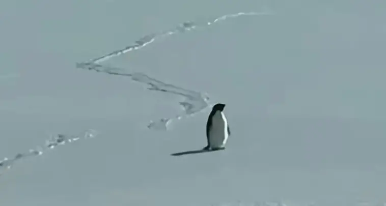 Il pinguino nichilista che cammina controcorrente: un ritratto dei giovani nell’era degli algoritmi\n