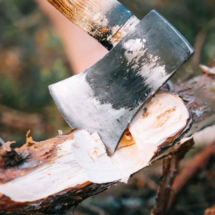 Rami e alberi caduti nei boschi di Polia a causa del maltempo, il\u00A0sindaco Alessandro: «Il legname potrà essere recuperato dai cittadini»\n