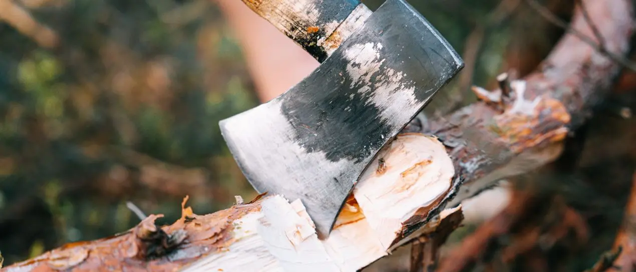 Rami e alberi caduti nei boschi di Polia a causa del maltempo, il\u00A0sindaco Alessandro: «Il legname potrà essere recuperato dai cittadini»\n