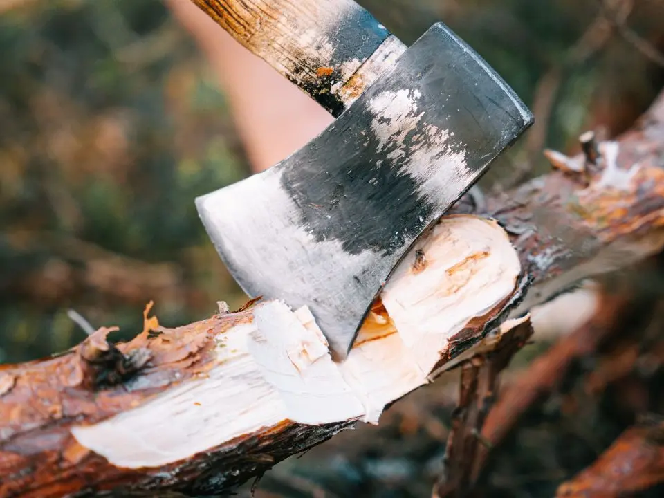 Rami e alberi caduti nei boschi di Polia a causa del maltempo, il sindaco Alessandro: «Il legname potrà essere recuperato dai cittadini»