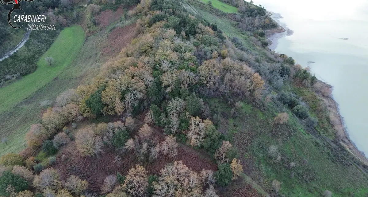 Monterosso, beccato col gregge al pascolo in un’area interessata da diversi incendi in estate: sanzionato pastore\n