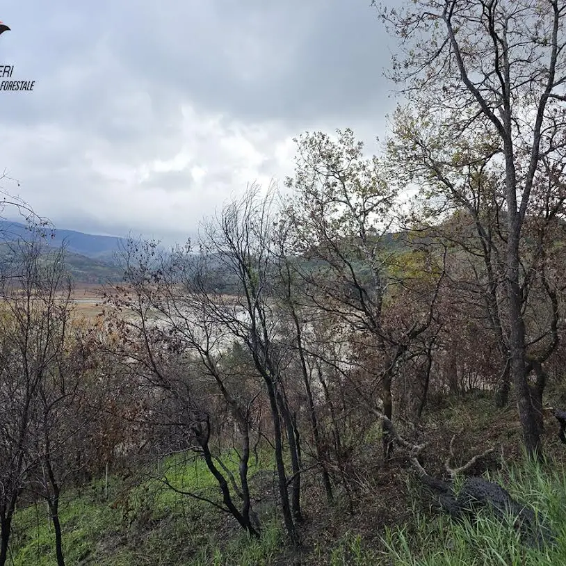 Monterosso, al pascolo con le capre in un’area interessata da diversi incendi in estate: pastore multato