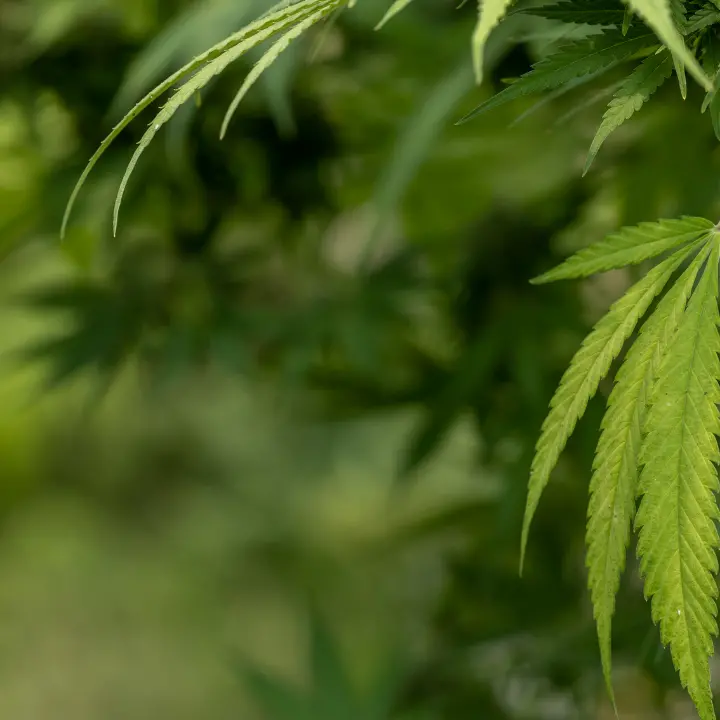 Piantagione di marijuana nel Vibonese, assolto l’imputato per inutilizzabilità delle\u00A0dichiarazioni fatte in assenza del suo avvocato\n