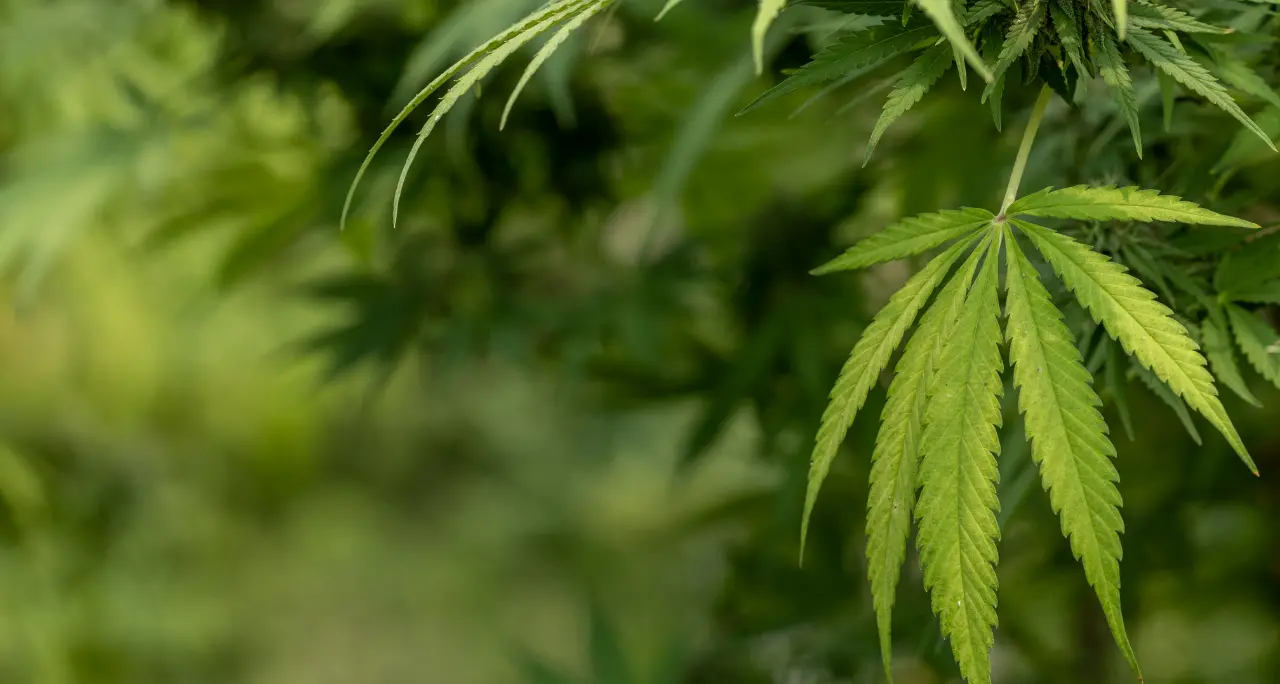 Un chilo di marijuana nello scooter: 38enne arrestato a Catania\n