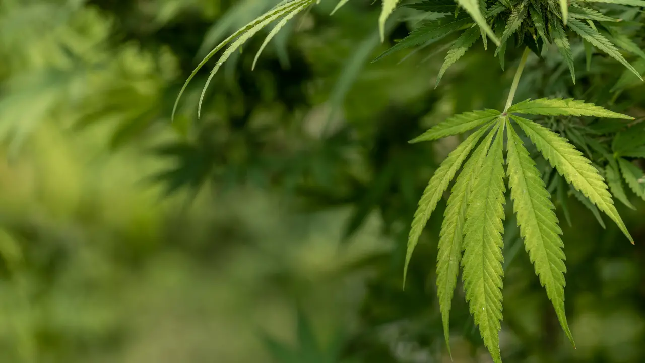 Piantagione di marijuana nel Vibonese, assolto l’imputato per inutilizzabilità delle\u00A0dichiarazioni fatte in assenza del suo avvocato\n