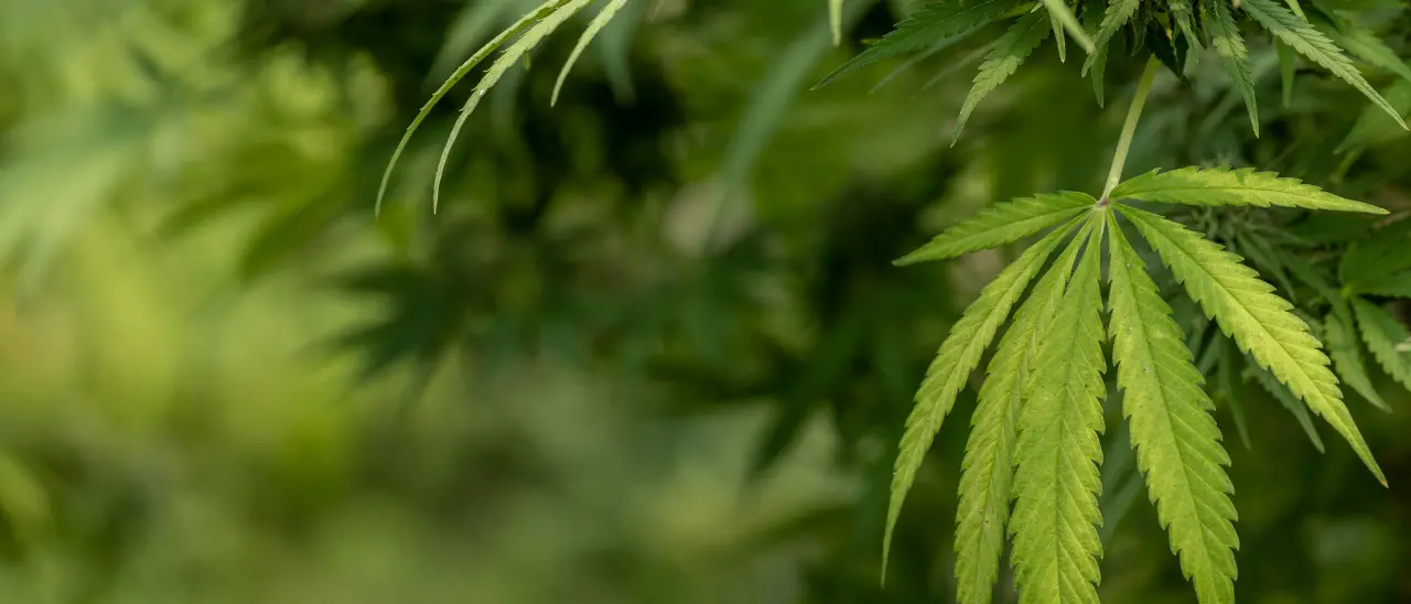 Piantagione di marijuana nel Vibonese, assolto l’imputato per inutilizzabilità delle\u00A0dichiarazioni fatte in assenza del suo avvocato\n