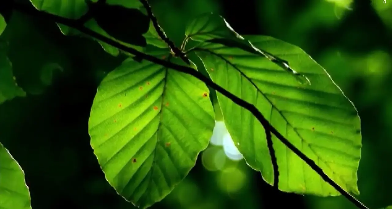 All’Università Magna Graecia di Catanzaro si studia la musica delle piante\n