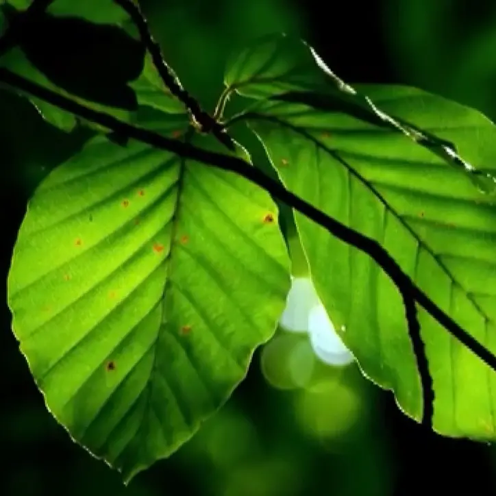 All’Università Magna Graecia di Catanzaro si studia la musica delle piante\n
